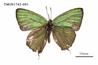 藏品(黃閃翠灰蝶)的圖片